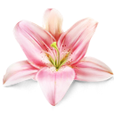1481891862_lily_flower_plant